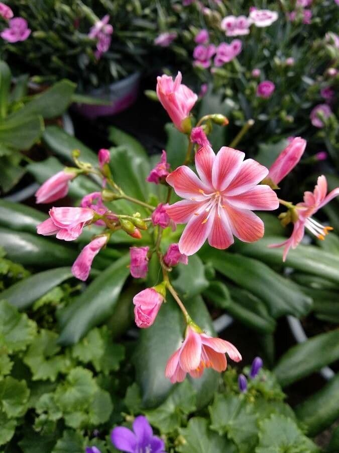 Lewisia cotyledon 6