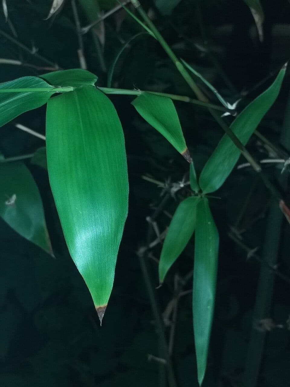 Guadua angustifolia 2