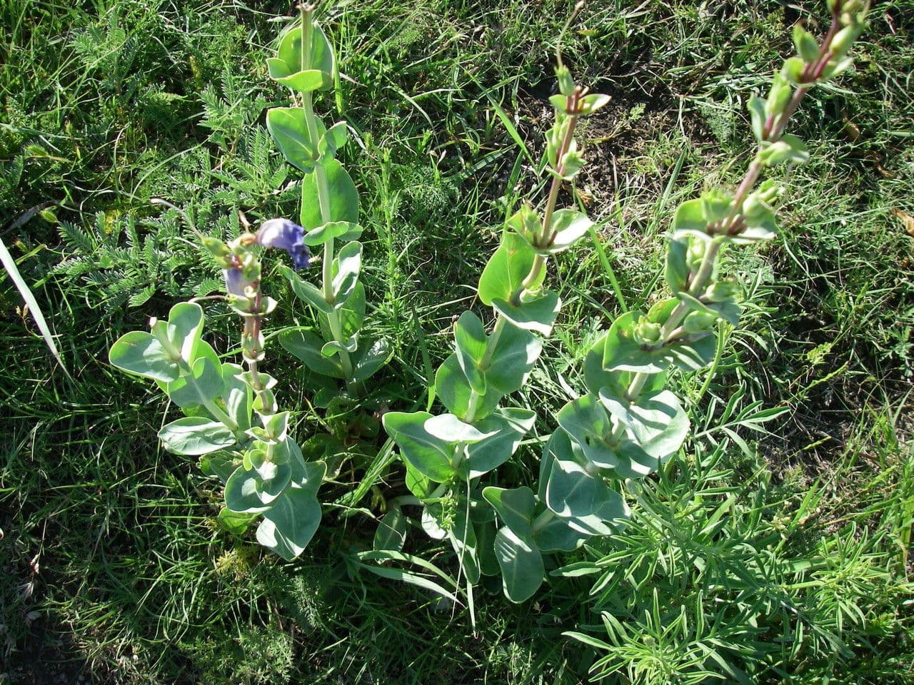 Penstemon grande 7