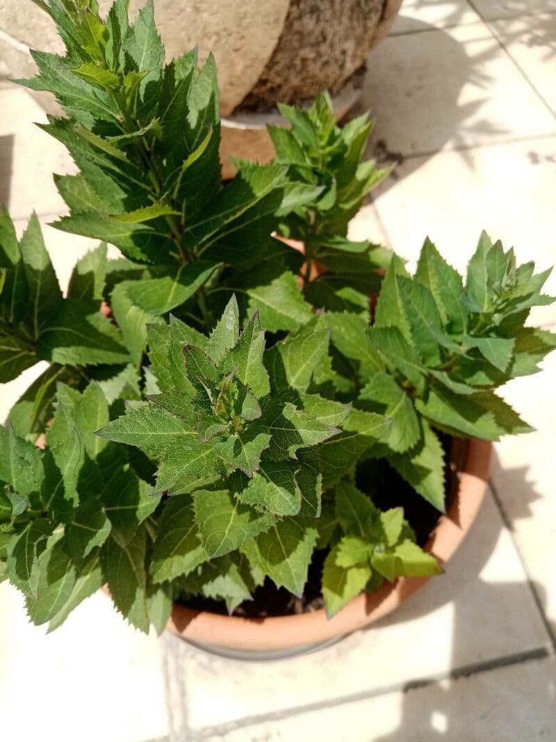 Platycodon à grandes fleurs 21