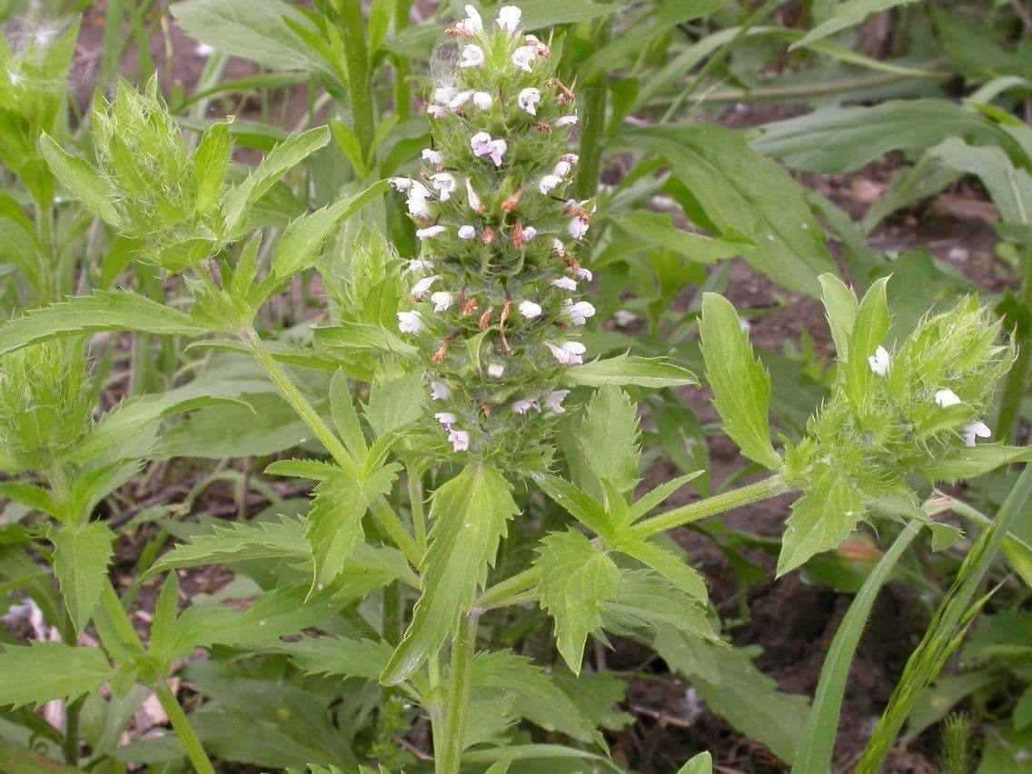 Kleinblütiger Drachenkopf 9