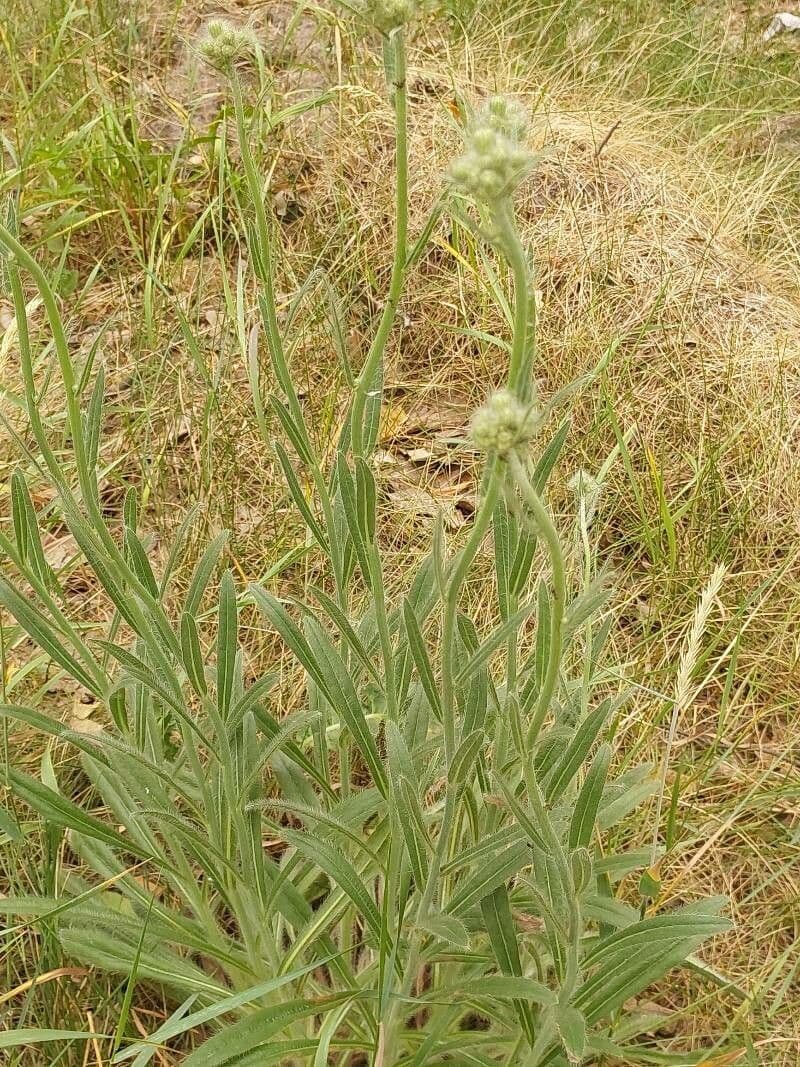 Sparviere echioide 2