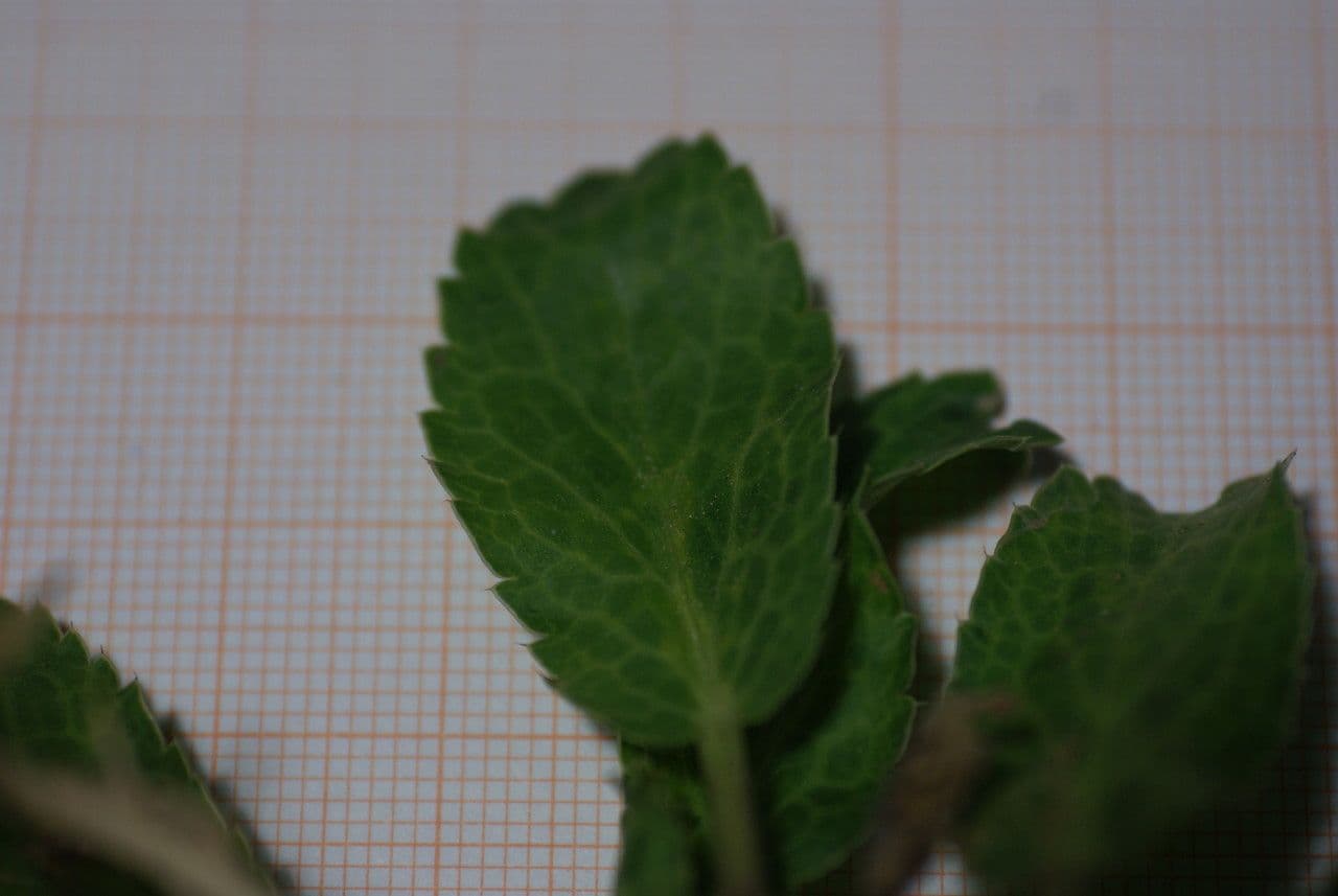 Panicaut 11