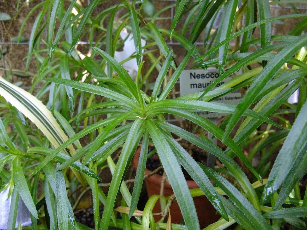 Campanula di Mauritius 9