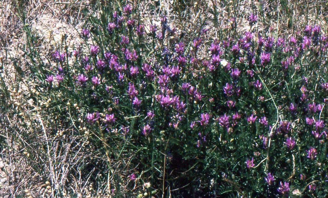 Astragalus onobrychis 7