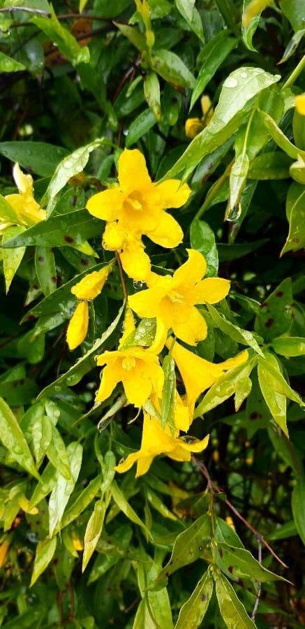 Immergrüner Sommerjasmin 4