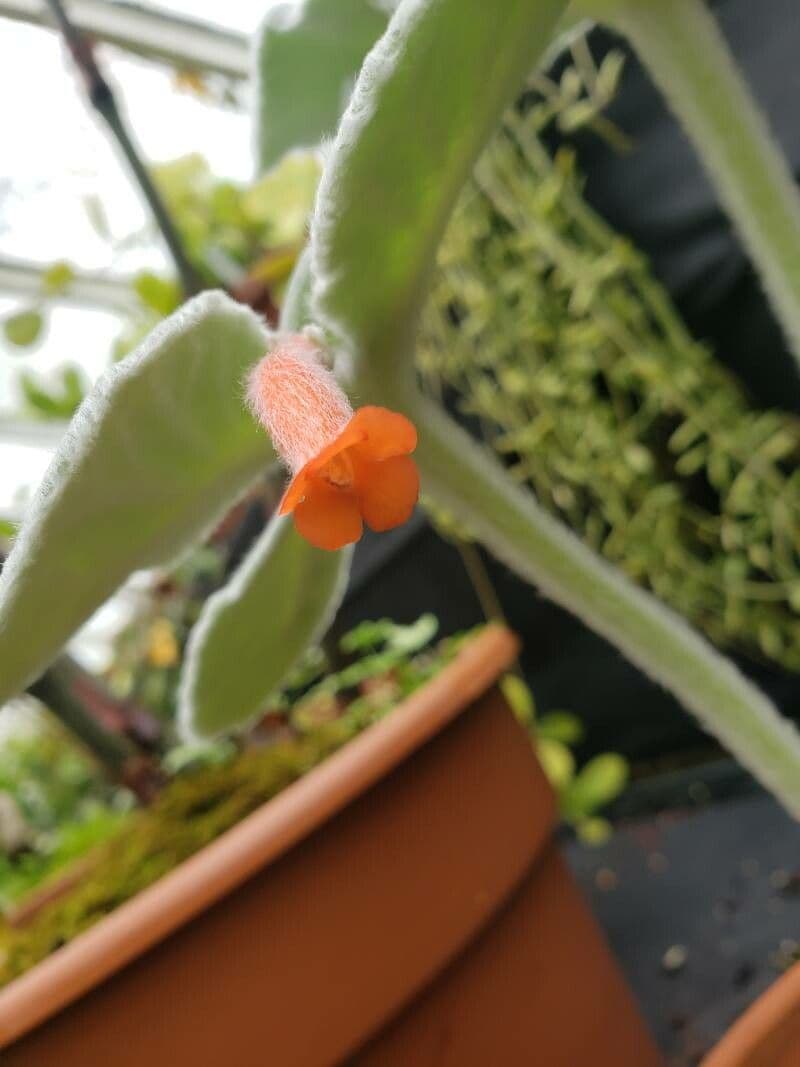 Sinningia leucotricha 3