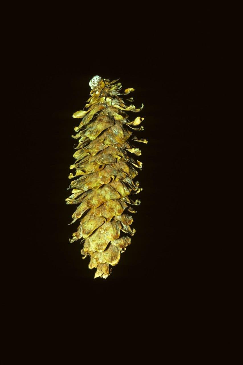 Abete di Engelmann 9