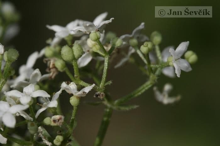 Przytulia rubioides 5