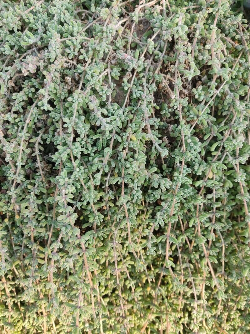 Drosanthemum fleuri 13