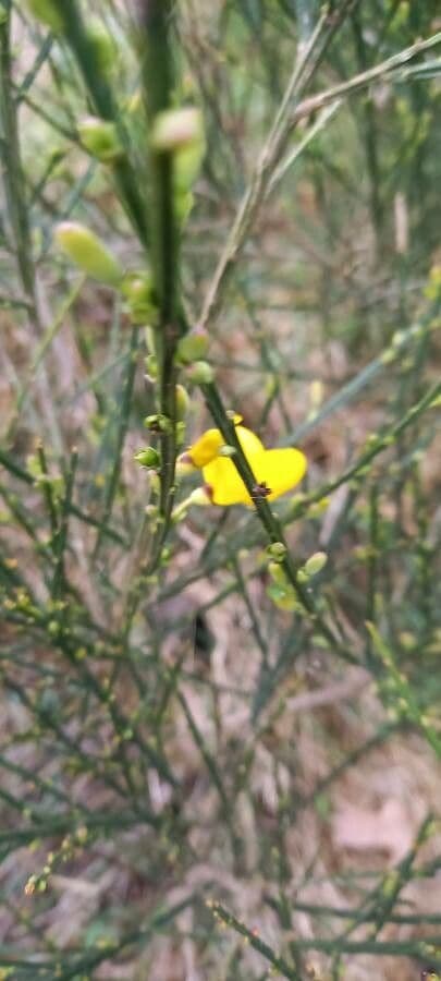 Viminaria giuncea