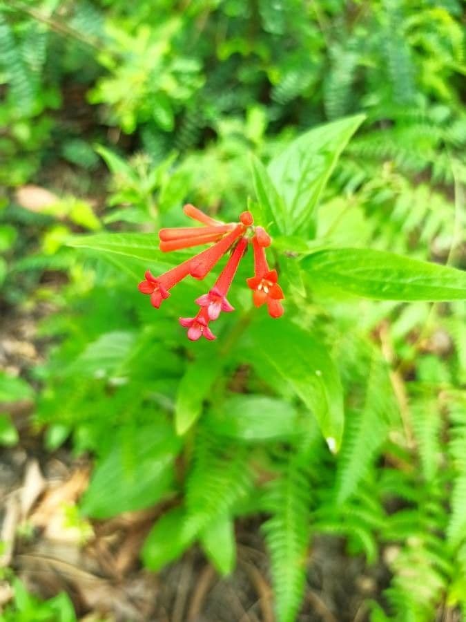 Bouvardia ternifolia 3