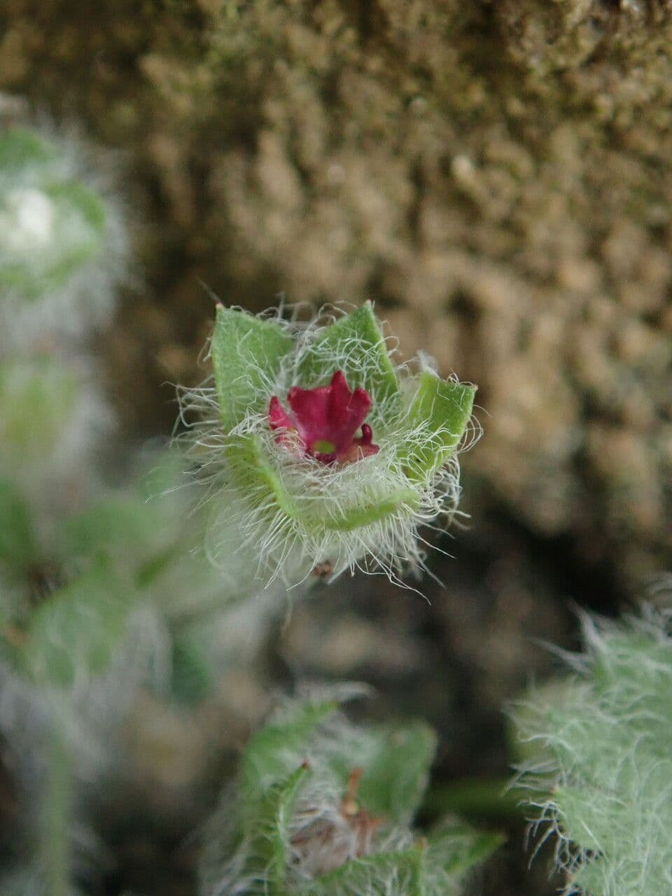 Androsace rotundifolia 6