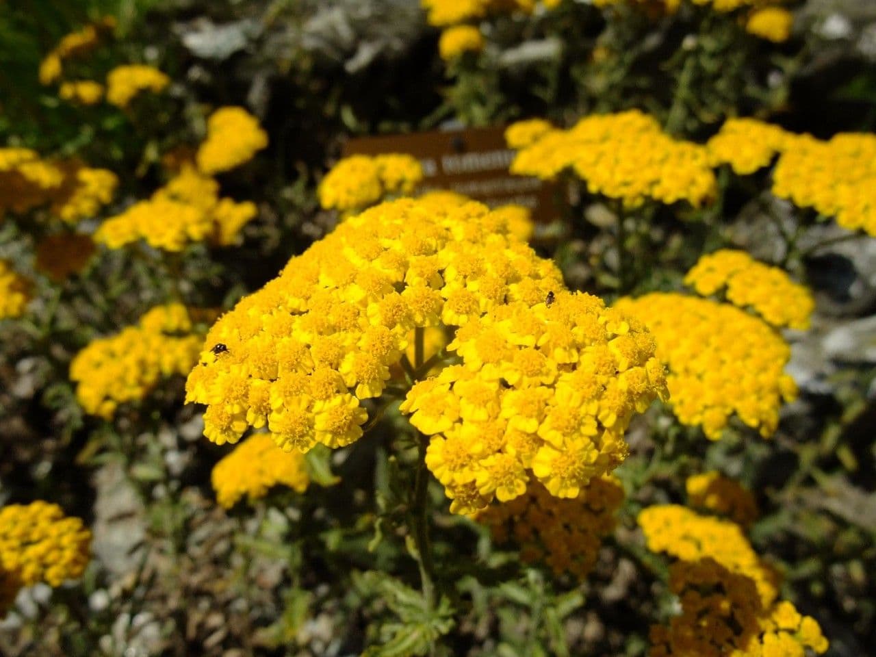 Achillea