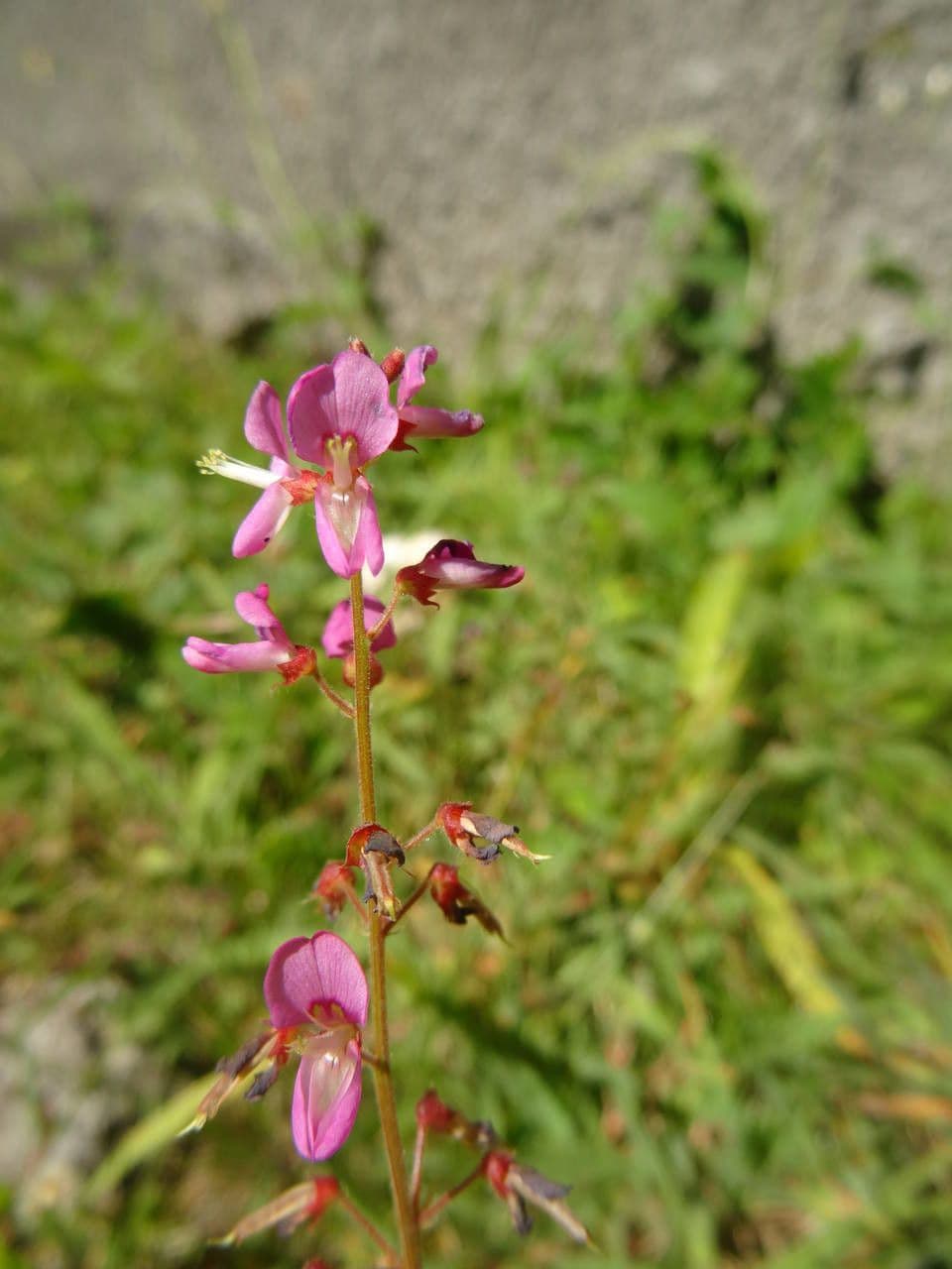 Desmodium 6