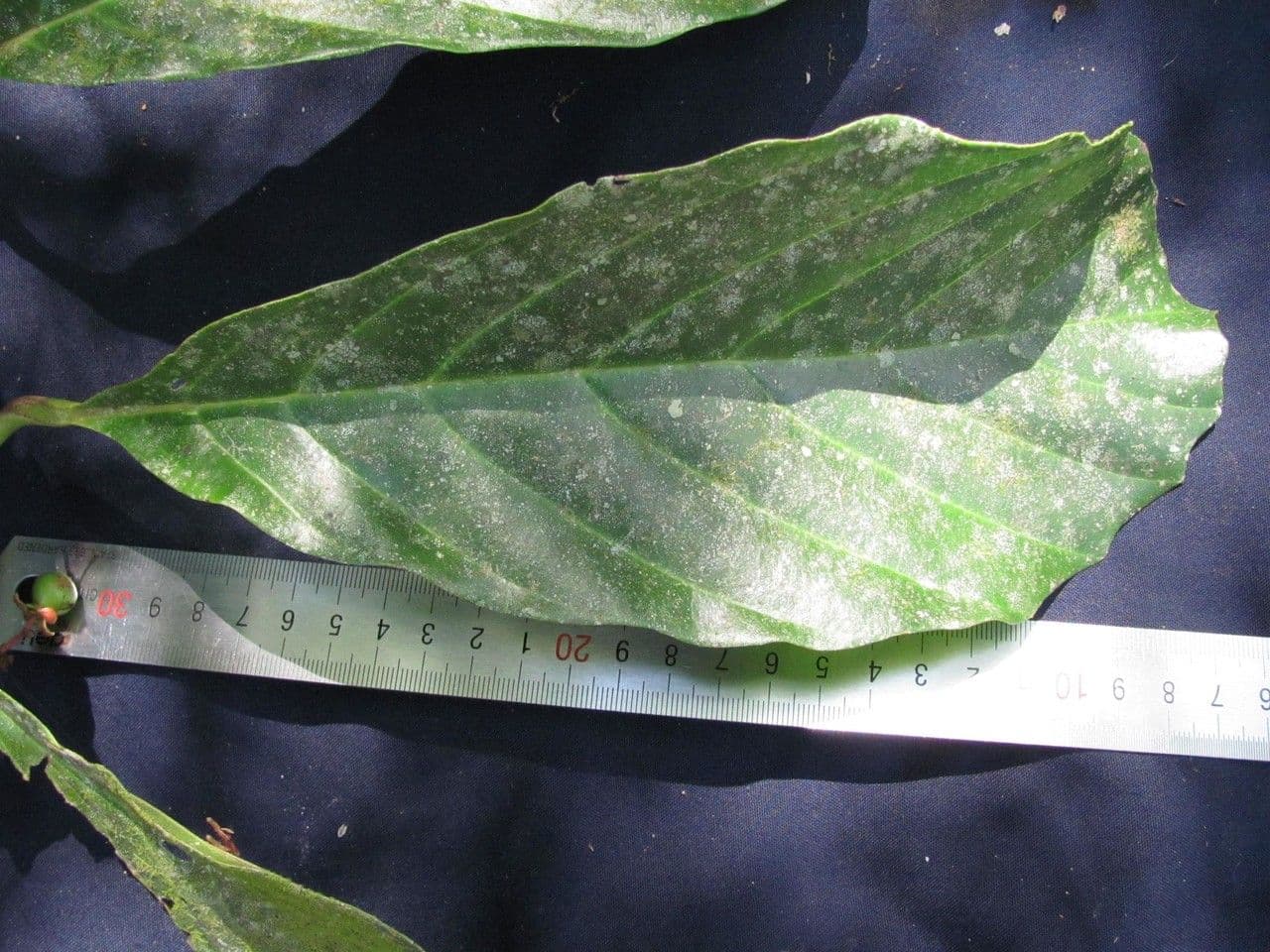 Doliocarpus dentato 10
