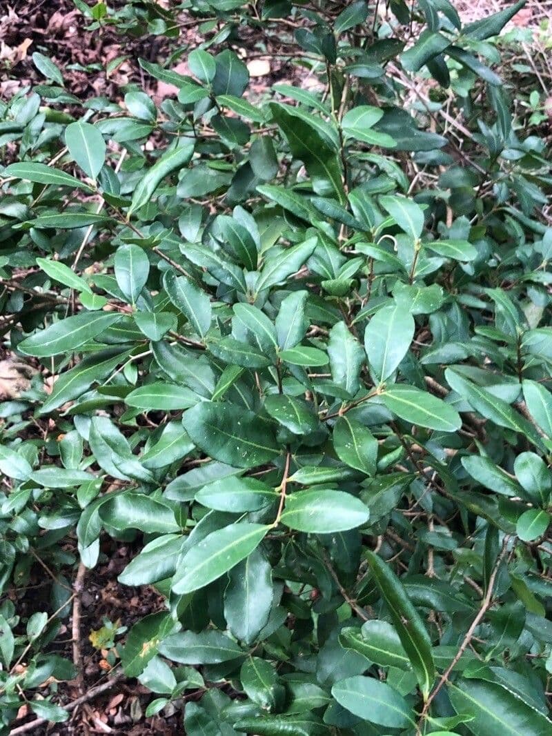 Blepharocalyx 3