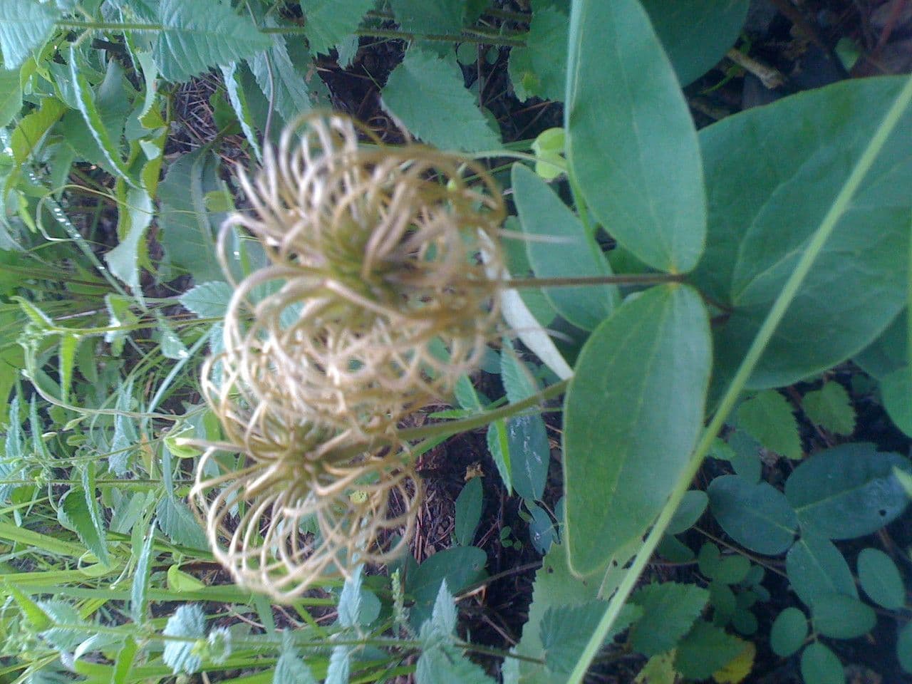 Clematide gialla