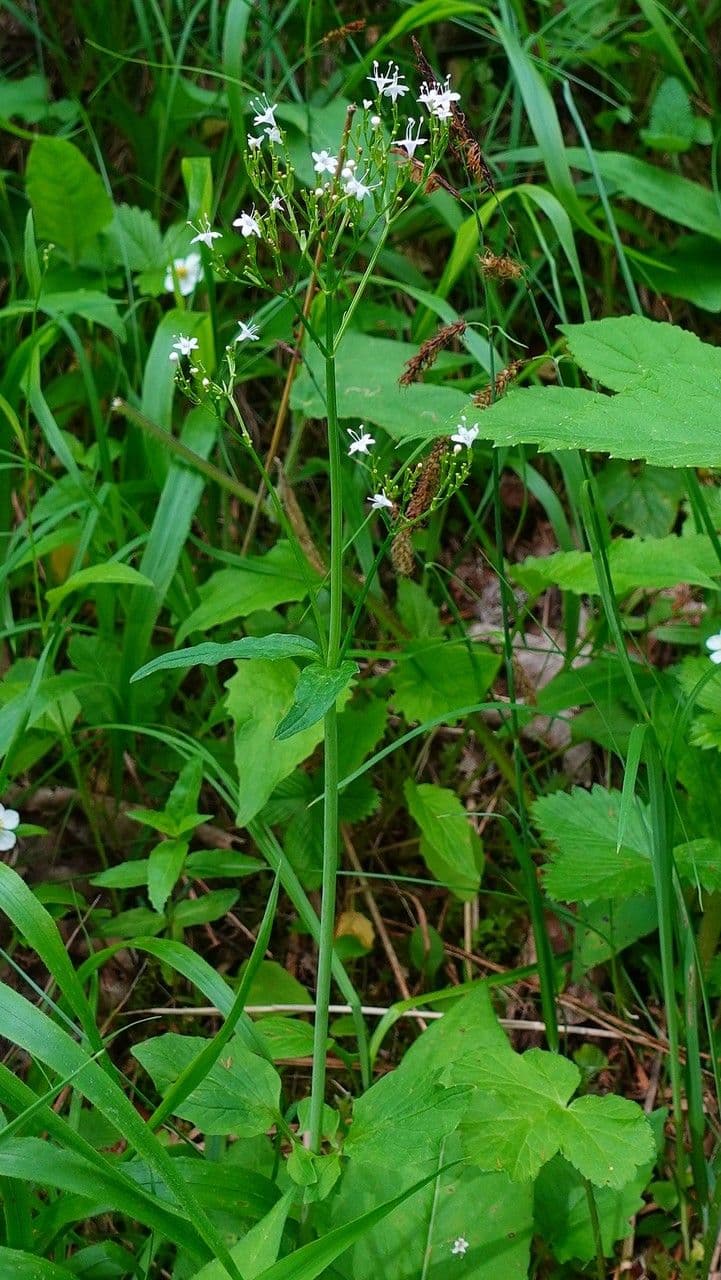Valeriana trifogliata 12