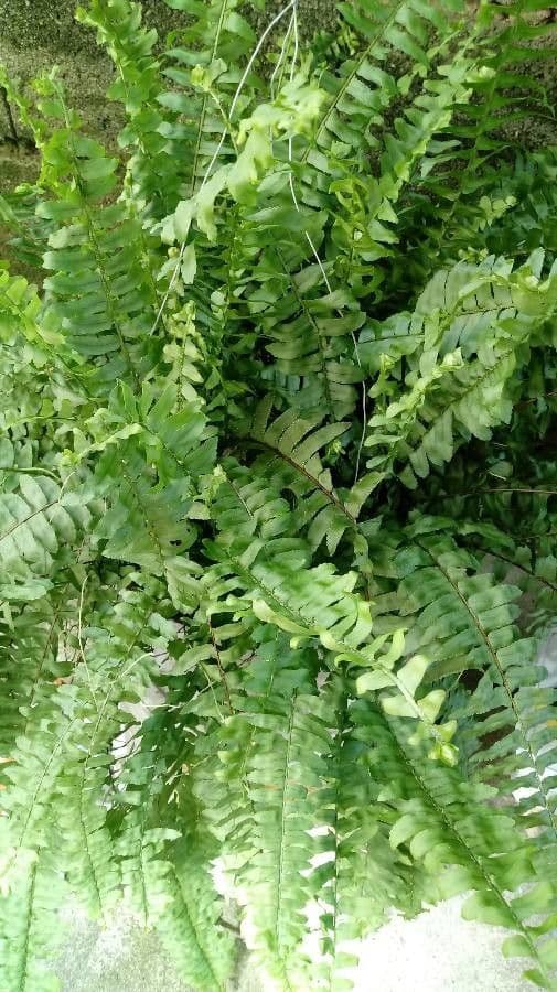 Nephrolepis 12