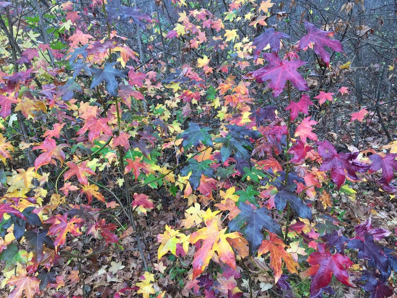 Liquidambar 30