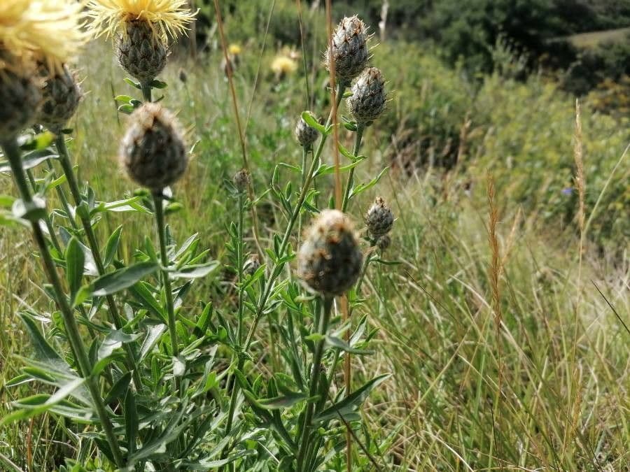 Centaurea collina 27