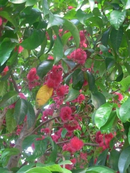Syzygium malaccense 27