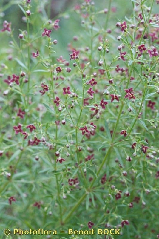 Asperula purpurea 16