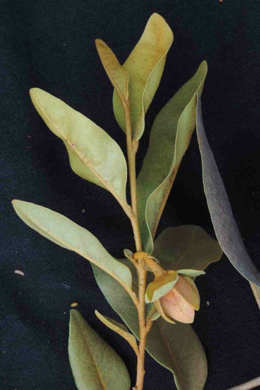 Duguetia 8