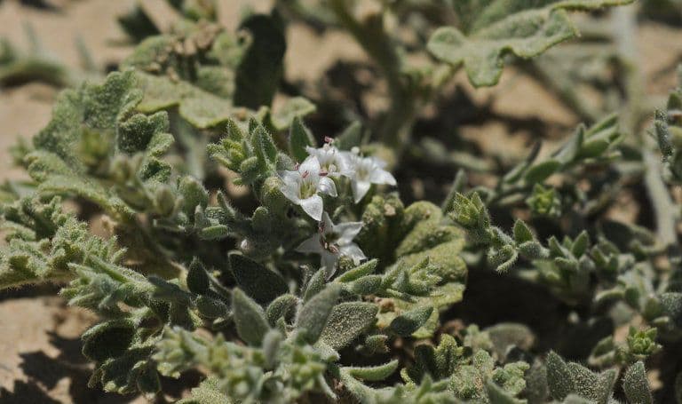 Cressa truxillensis 9