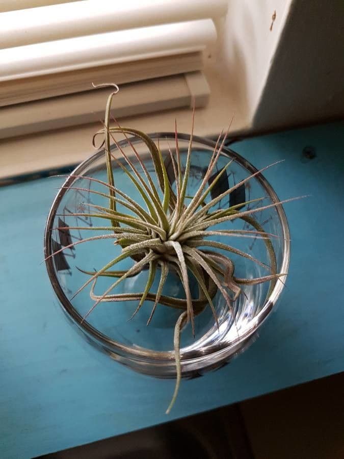 Tillandsia ionantha 17