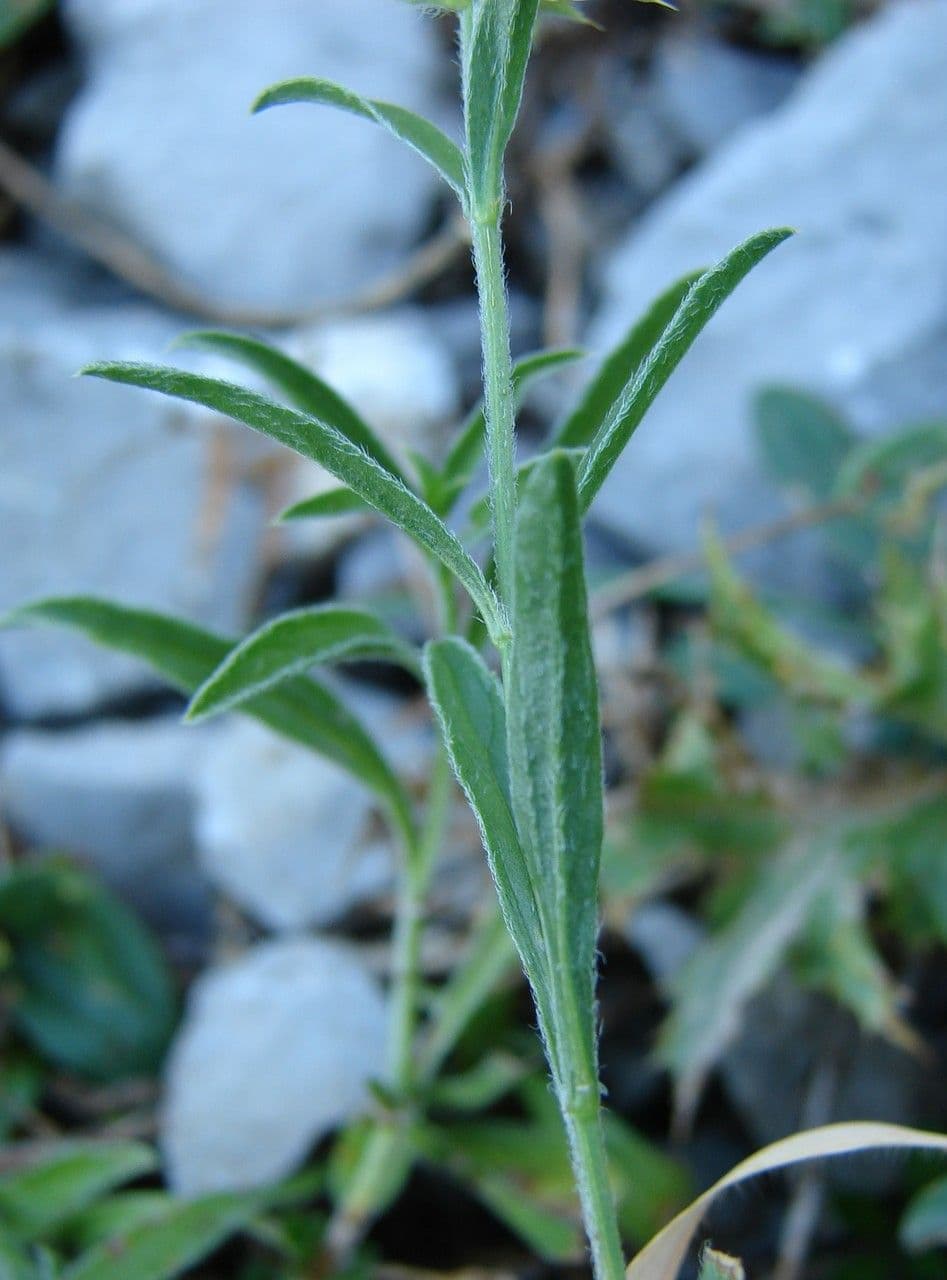 Sideritis hyssopifolia 13