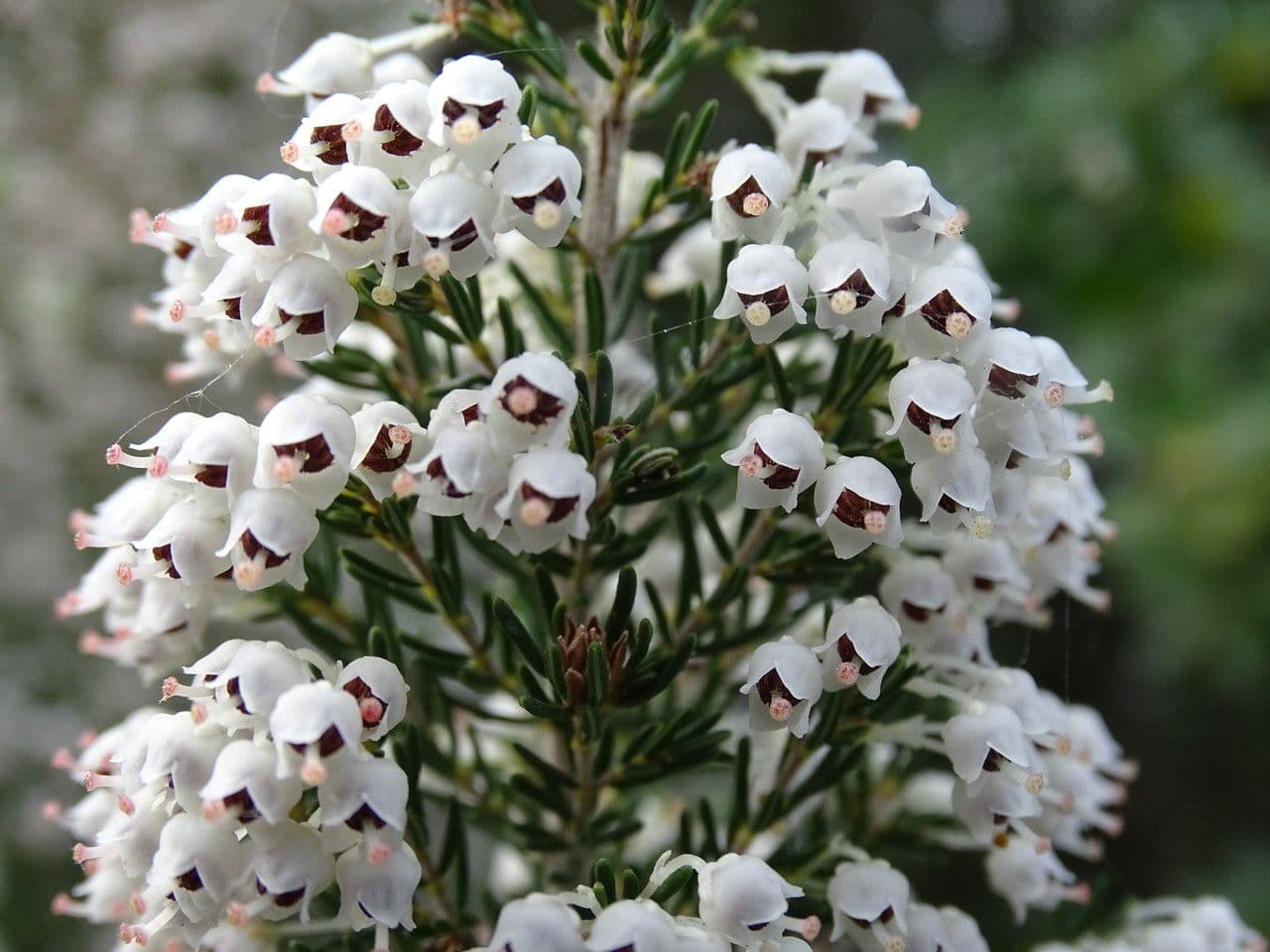 Baumheide 8