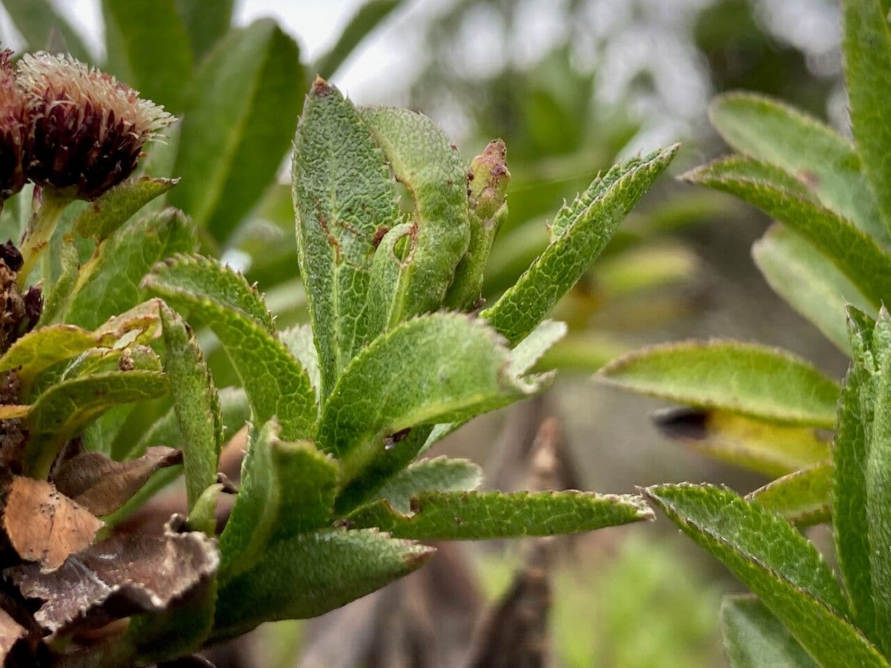 Plum-leaved Baccharis 15