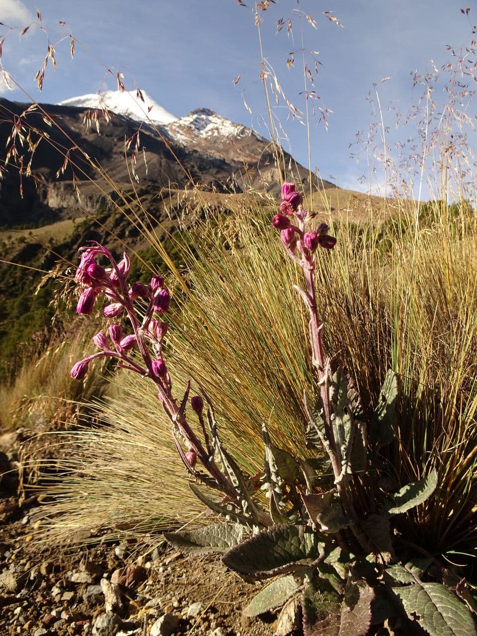 Senecio rosato 2