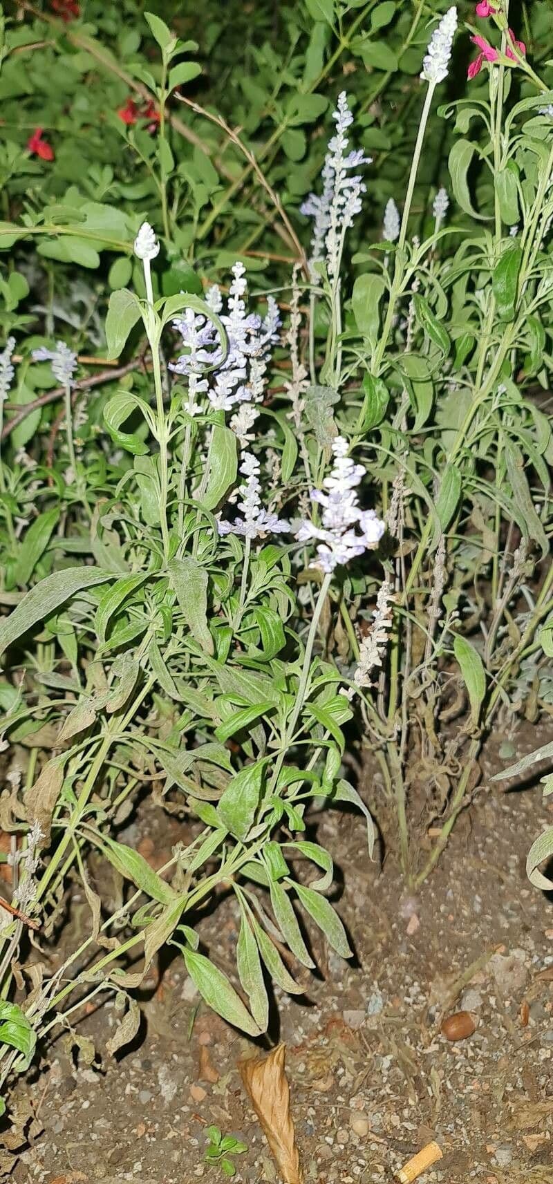 Salvia reflessa 11