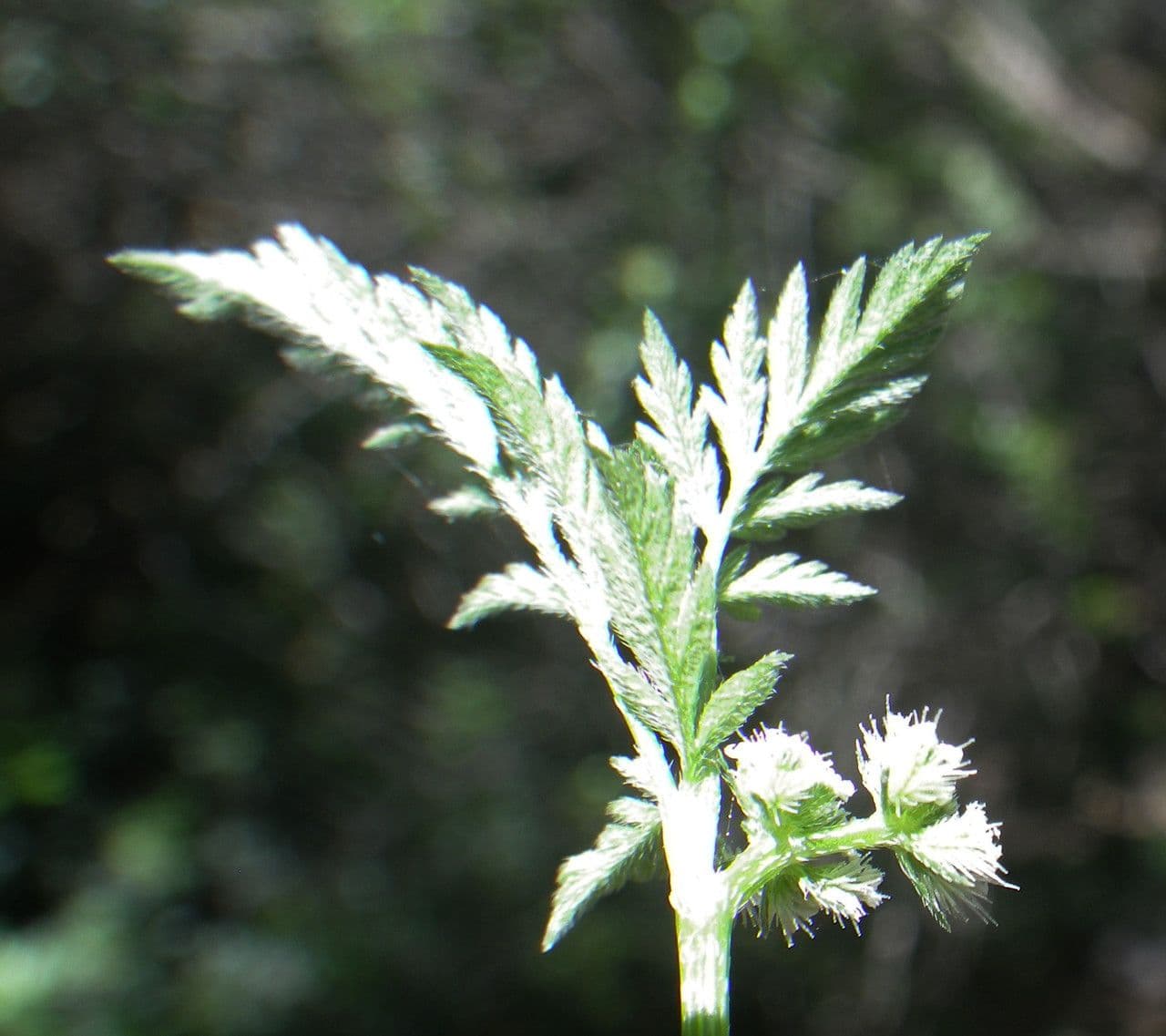 Succowia balearica 17