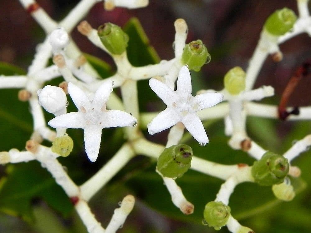 Psychotria 2