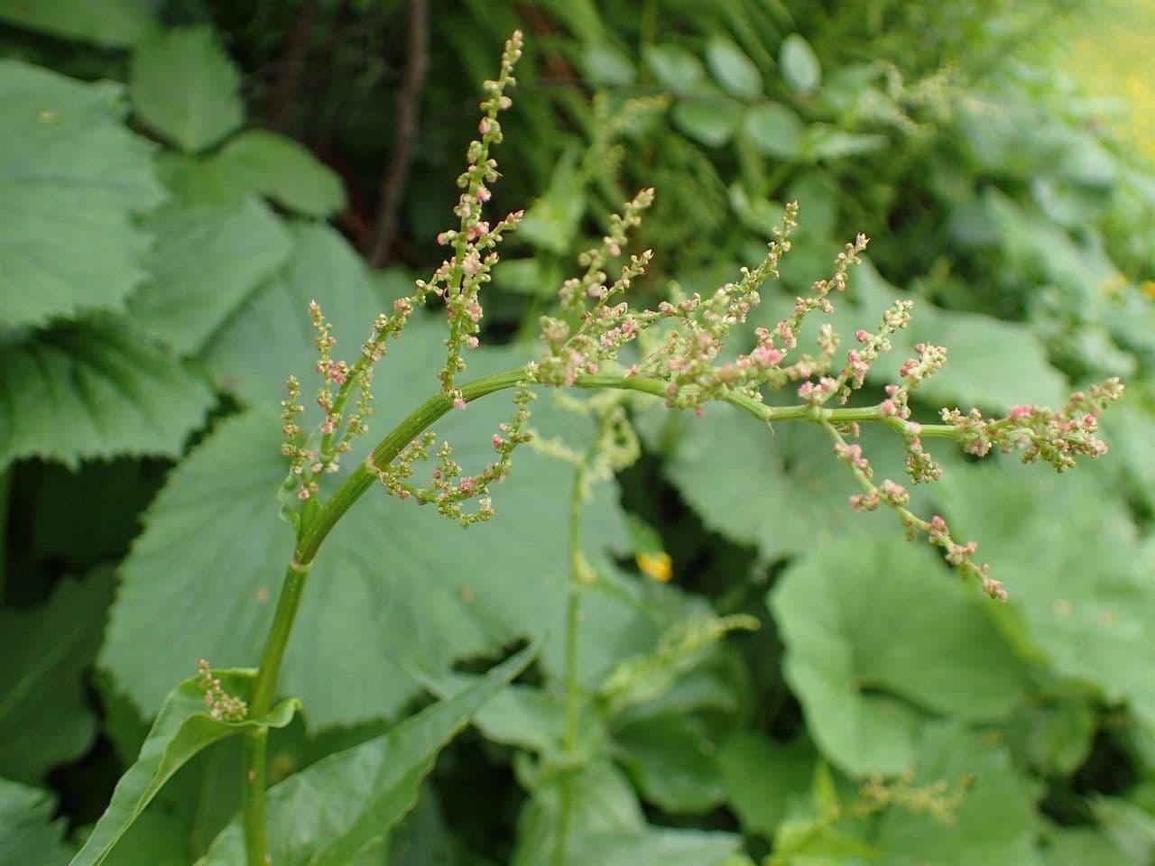 Rumex alpestris 6