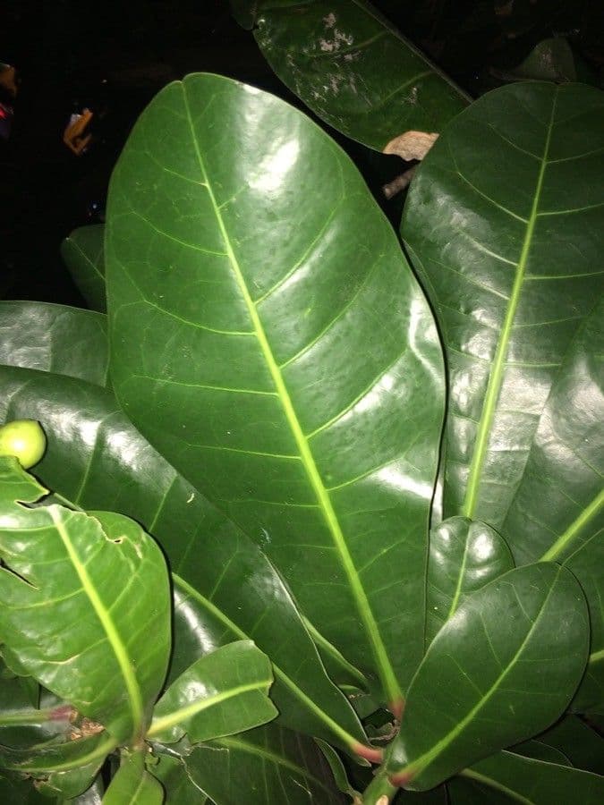 Barringtonia 18