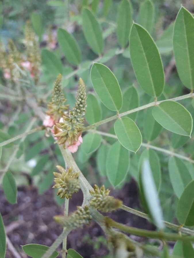 Indigofera 6
