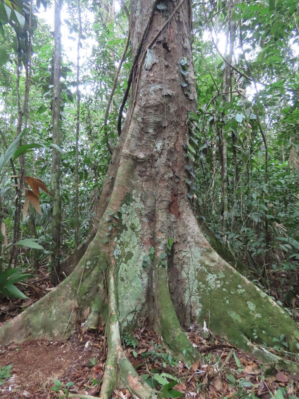Dialium guianense 12