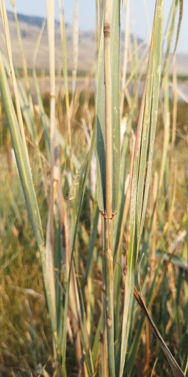 Weiche Strandhafer 5