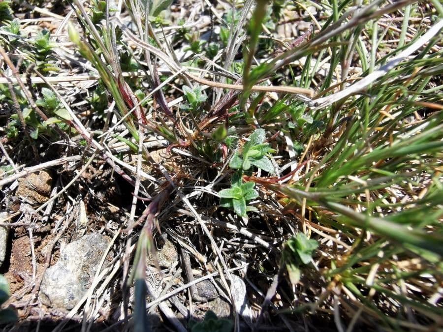 Minuartia recurva 13