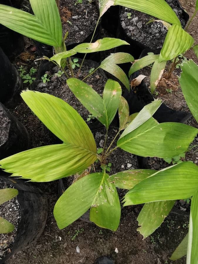 Chamaedorea 6