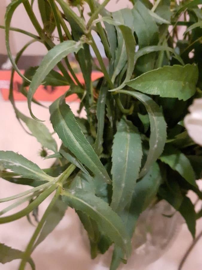 Bidens aurea 14