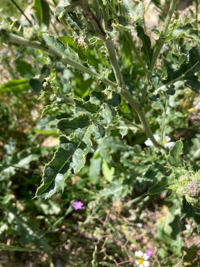 Sulla arenaria 16