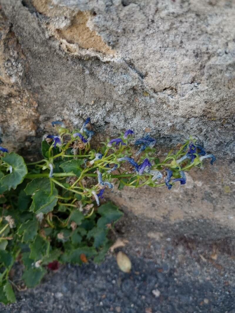 Campanula dell'Adriatico 4