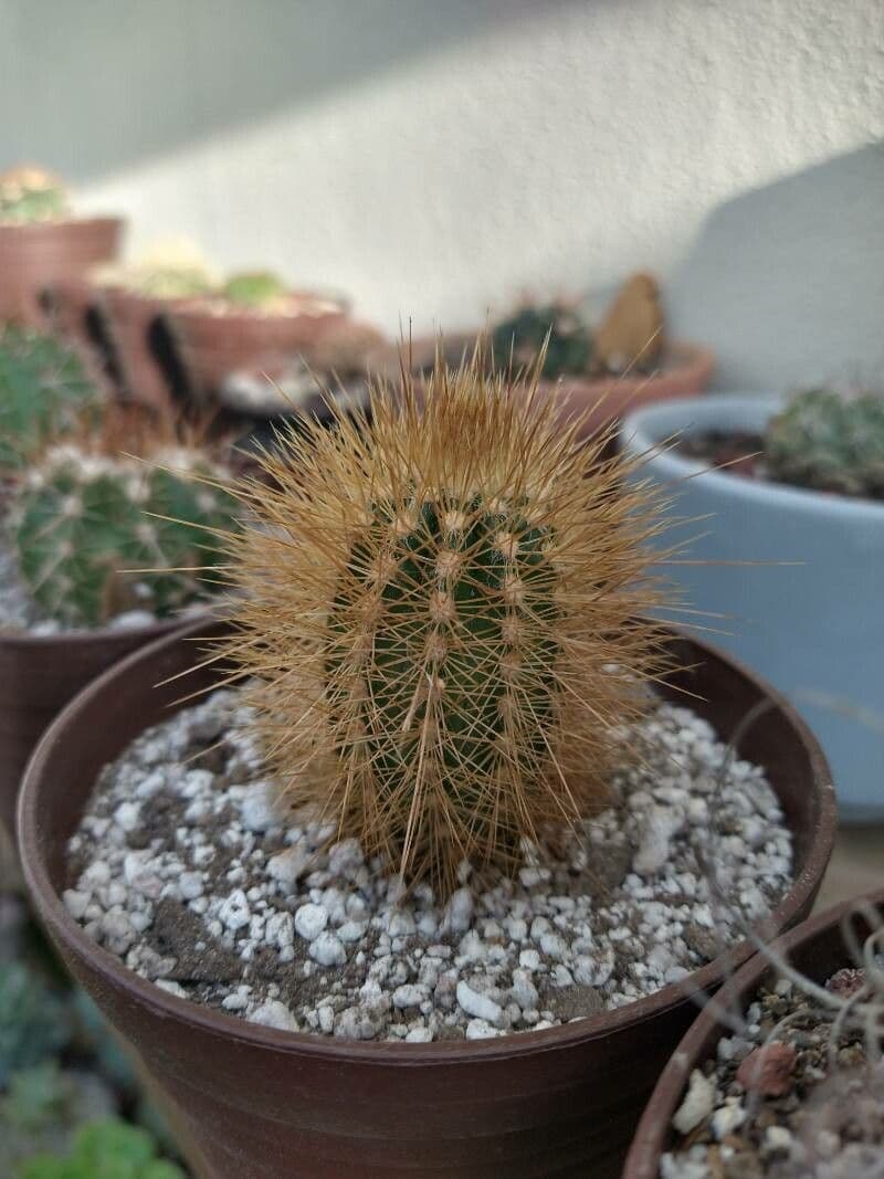Pilosocereus 12