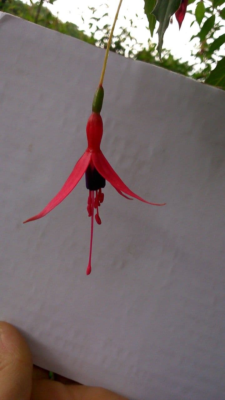 Fuchsien 7